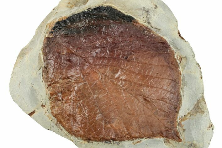 Fossil Leaf (Davidia) - Montana #268188